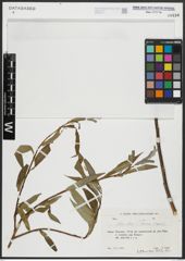 Foto von Salix alba subsp. micans (Andersson) Rech. f.